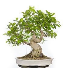 Ficus Retusa